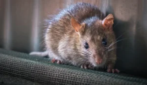 Mouse Pest Control Tips That Actually Work