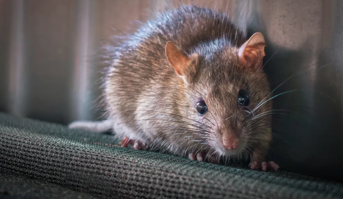 Mouse Pest Control Tips That Actually Work